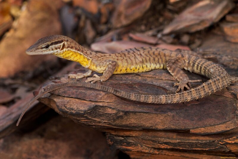 Lizard on a Log — Brown
