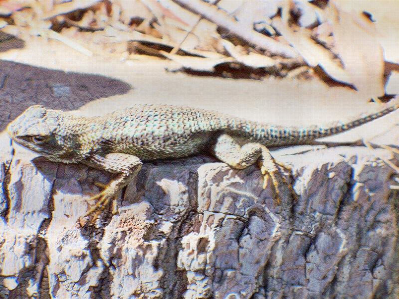 Lizard on a Log — Gray, Neutral