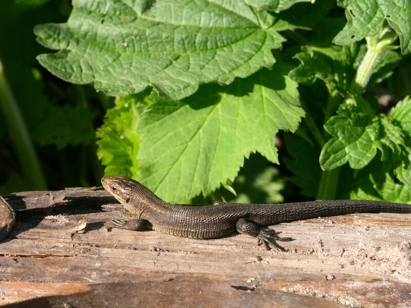 Lizard on a Log — Green