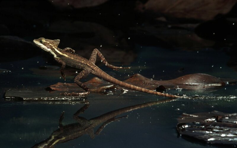 Lizard on a log in water