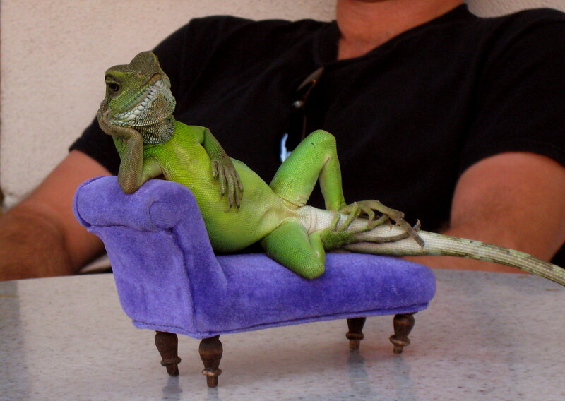 Lizard on a mini couch
