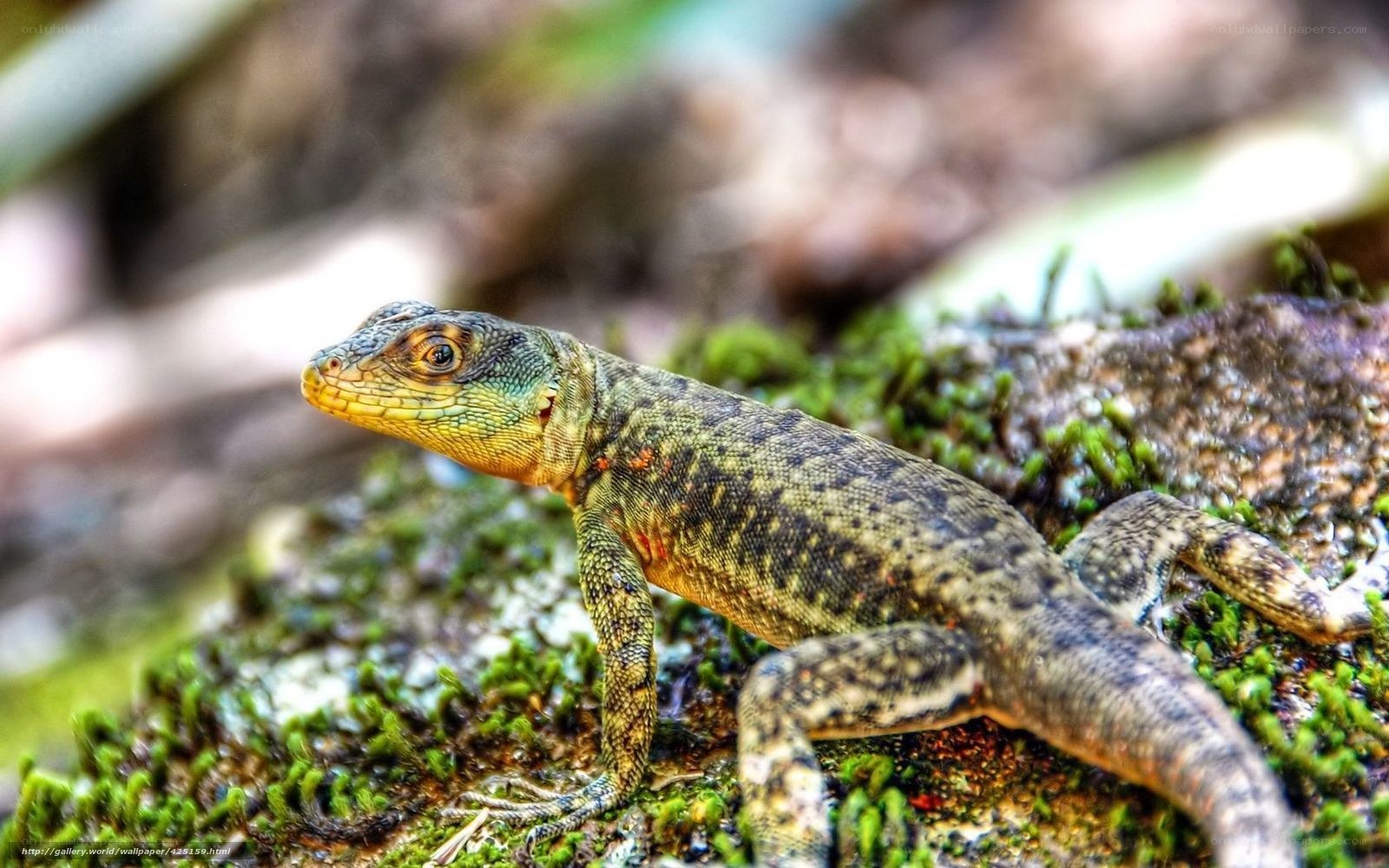 Lizard on a mossy rock