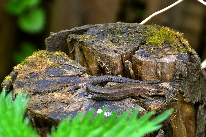 lizard on a mossy stump