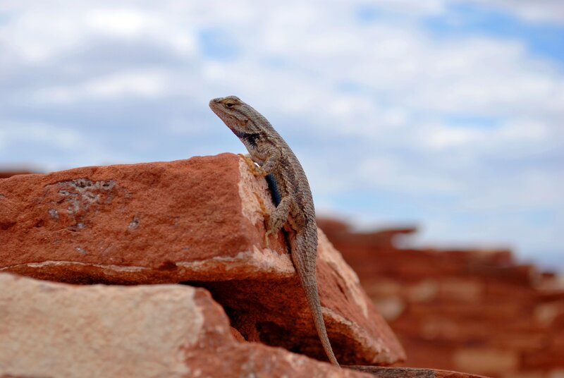 Lizard on a red rock