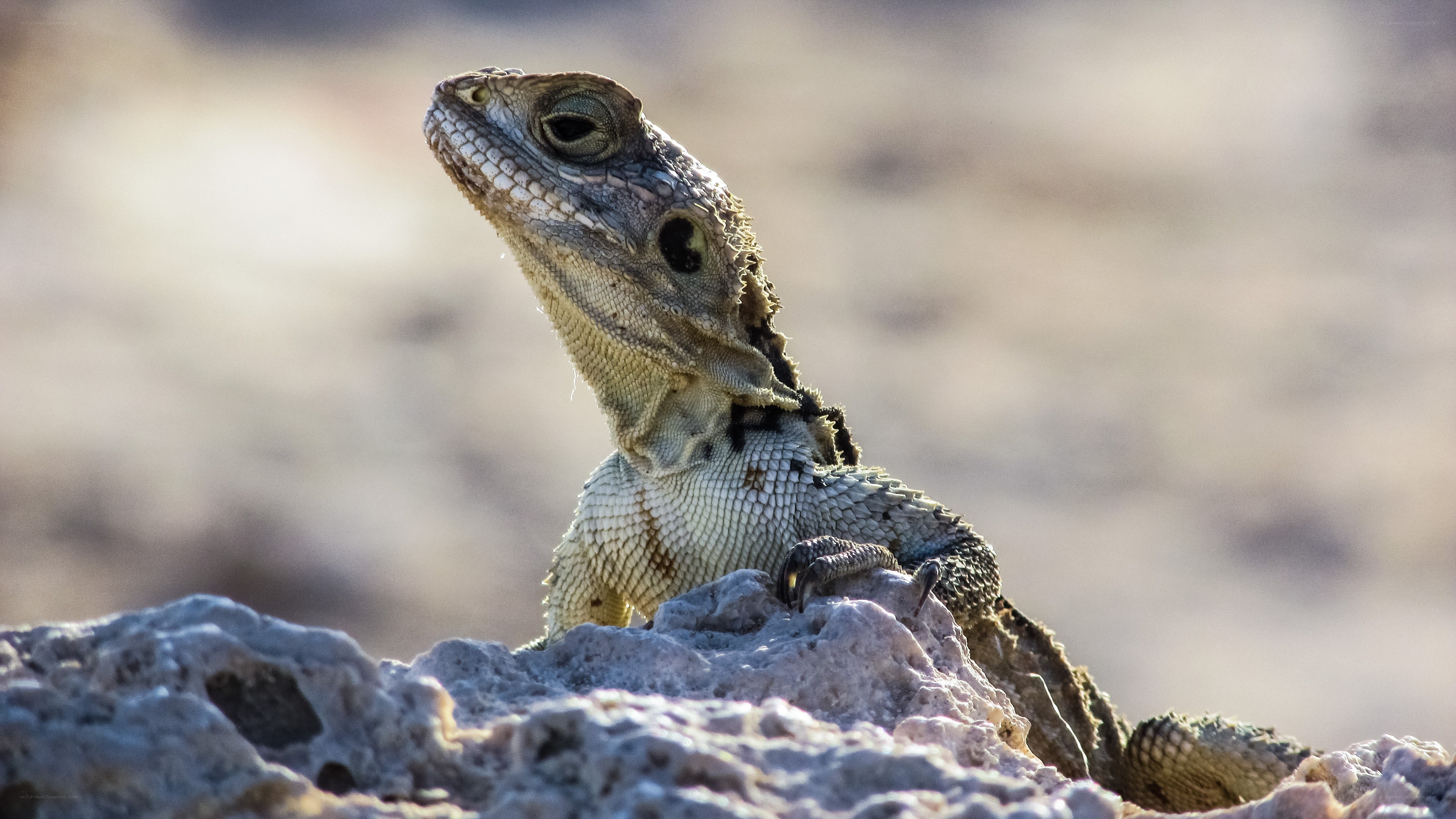 Lizard on a rock