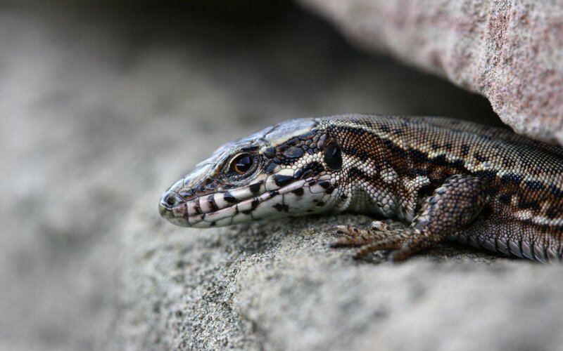 lizard on a rock