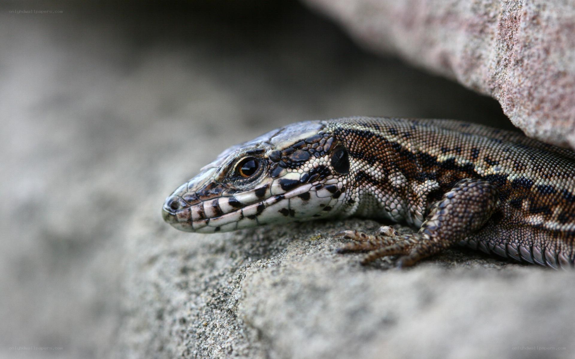 lizard on a rock