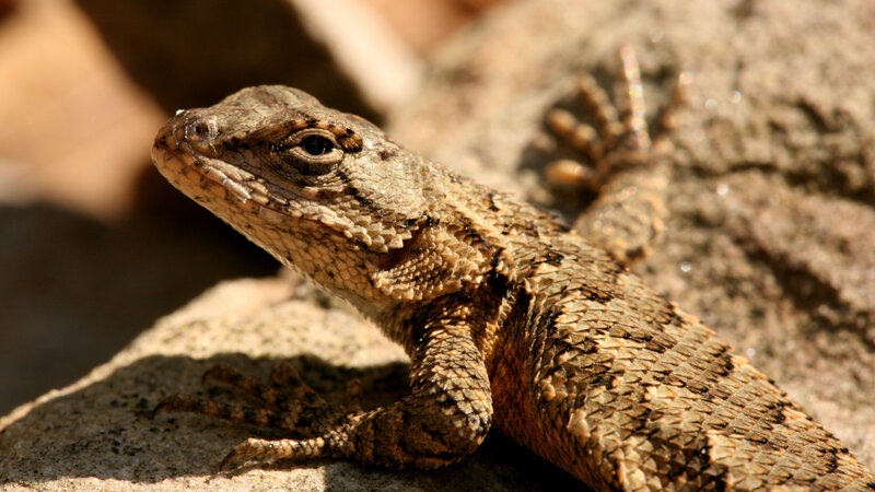 lizard on a rock