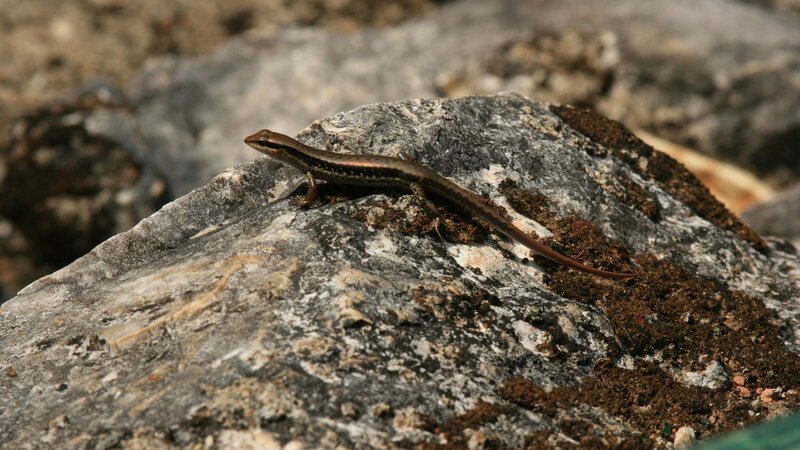 lizard on a rock