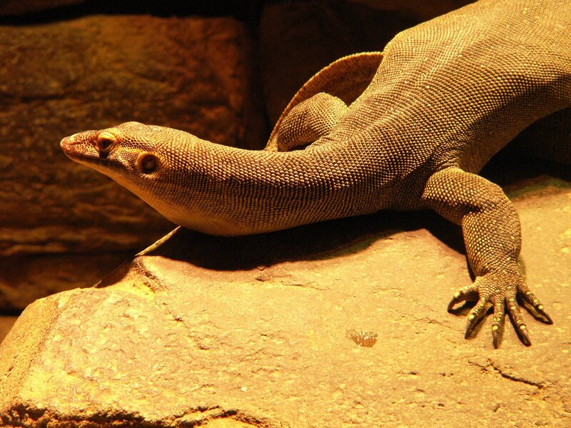 lizard on a rock