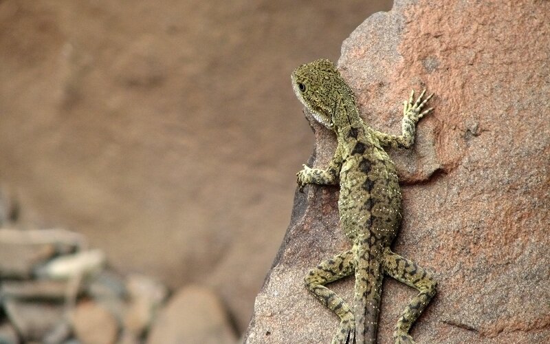 lizard on a rock