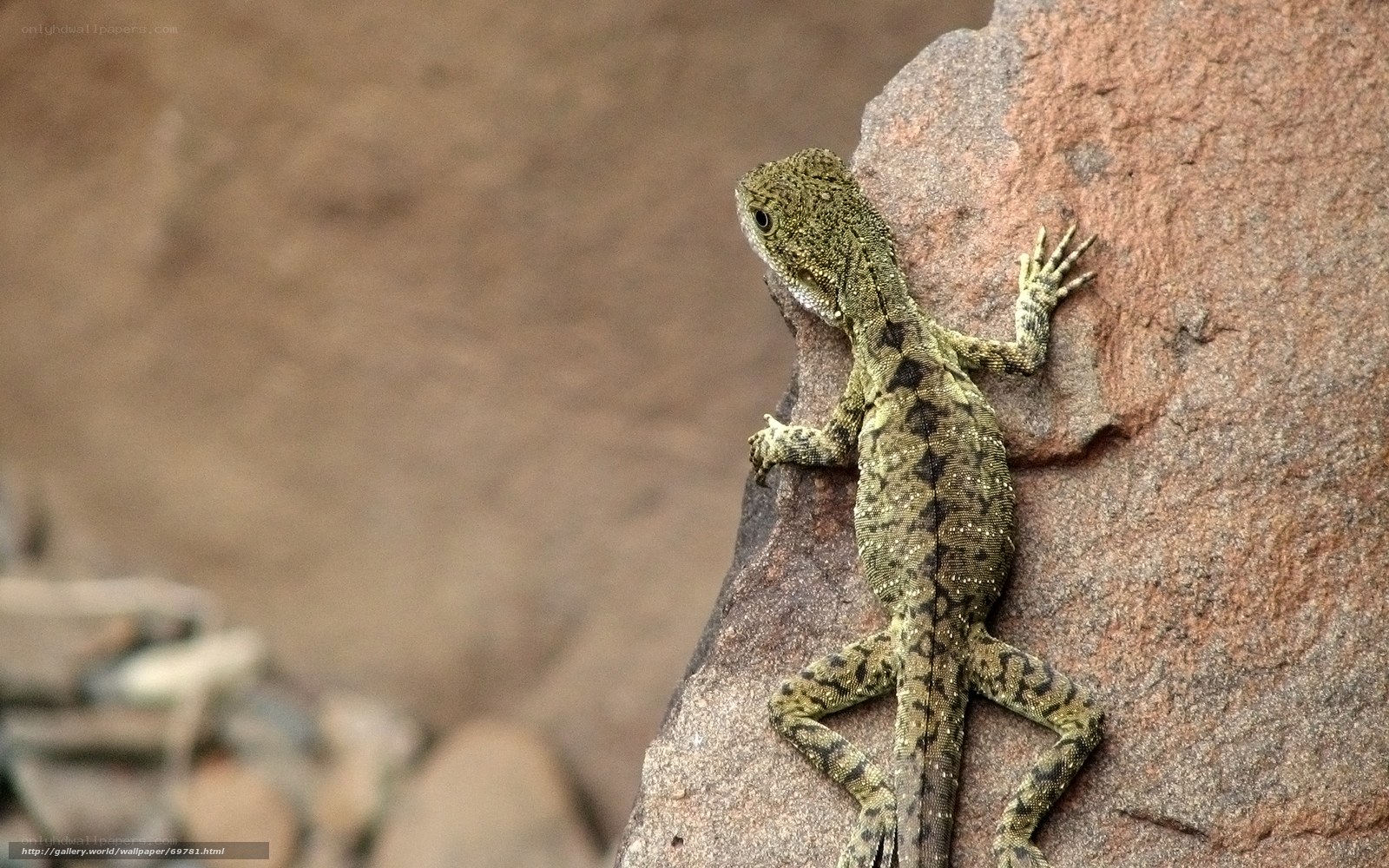 Lizard on a rock