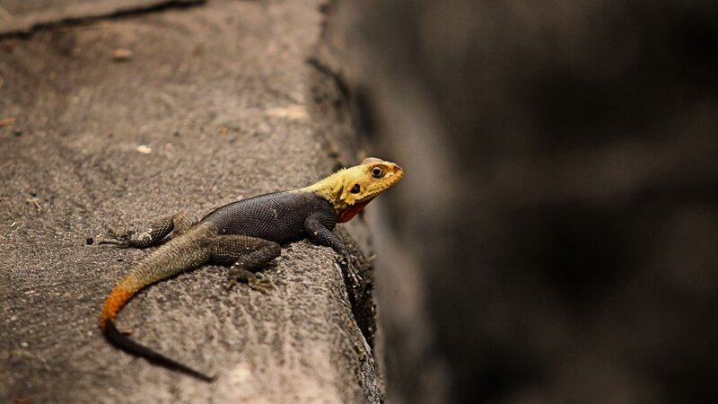 lizard on a rock