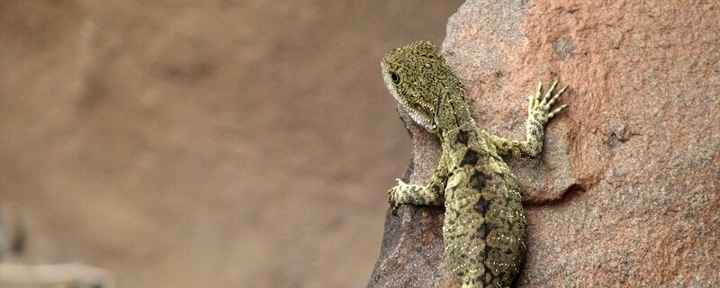 lizard on a rock