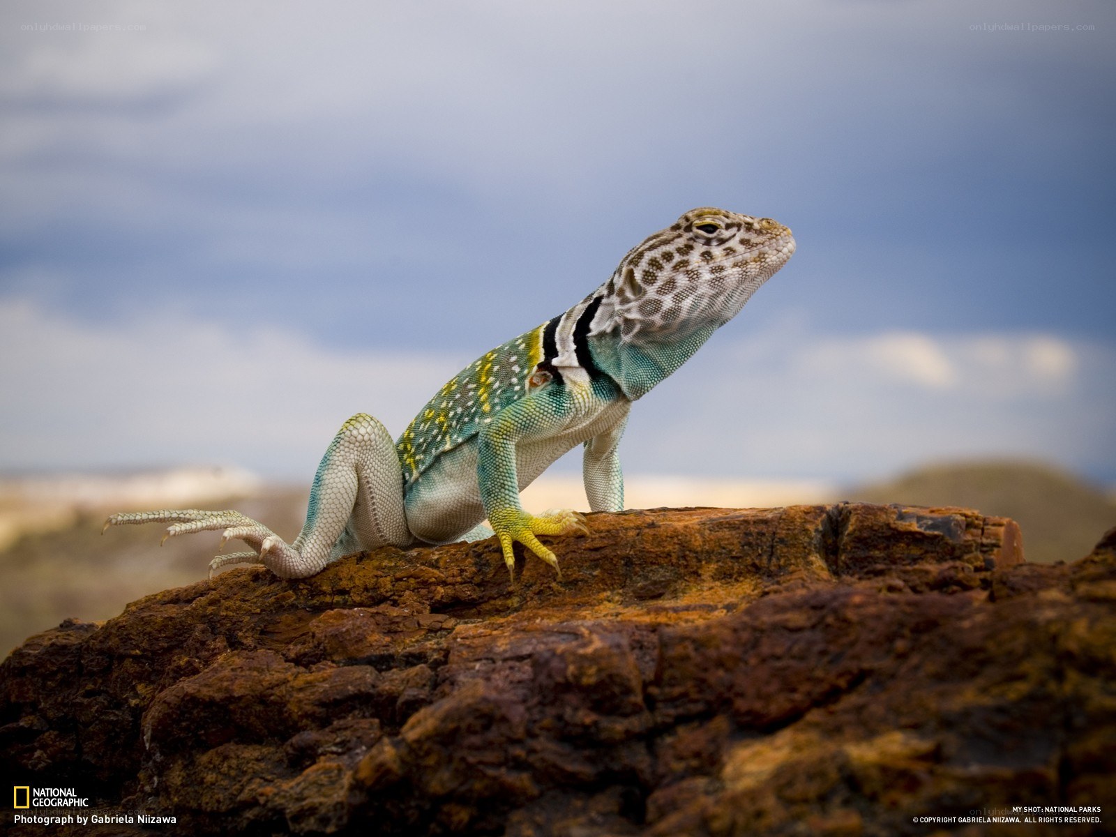 Lizard on a rock