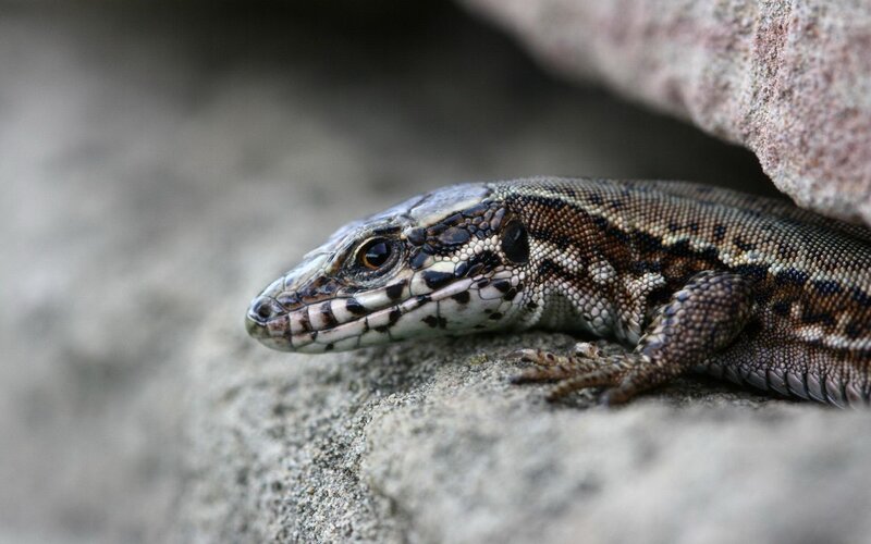 lizard on a rock