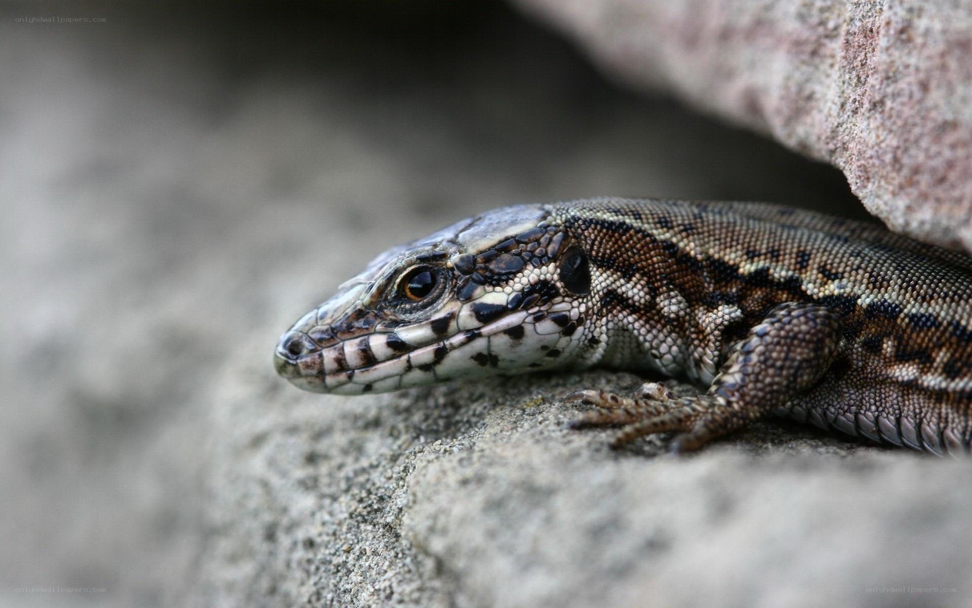 lizard on a rock