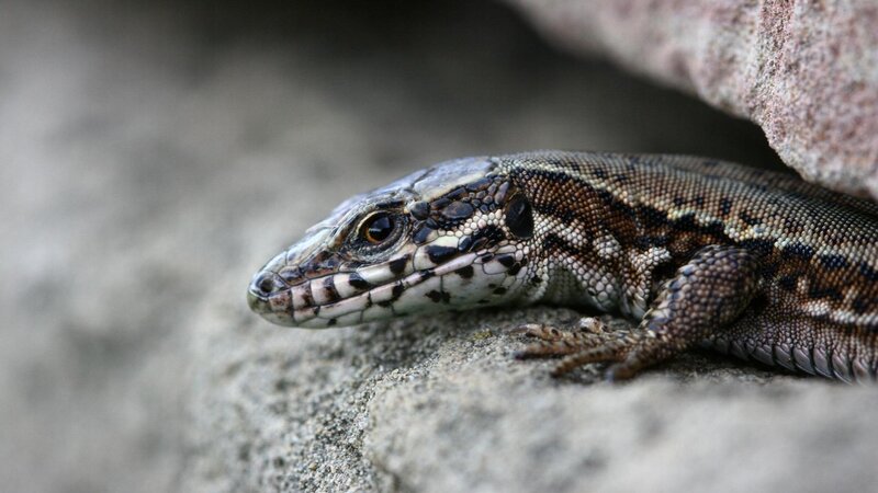 lizard on a rock