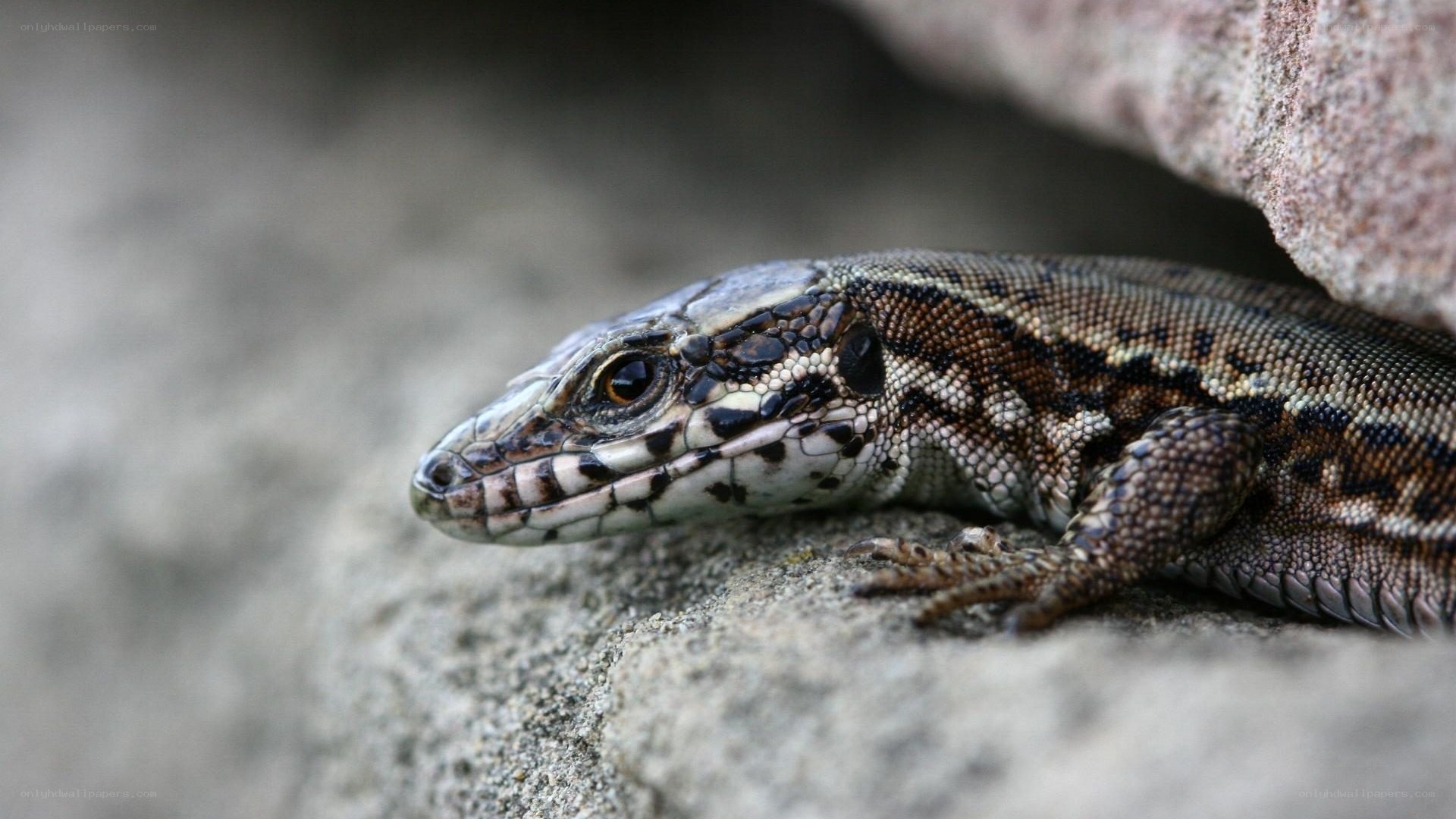 lizard on a rock