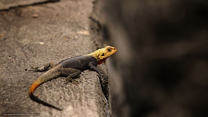 lizard on a rock