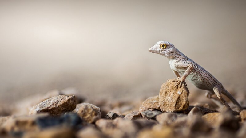 Lizard on a Rock — Brown, Calm, Afternoon