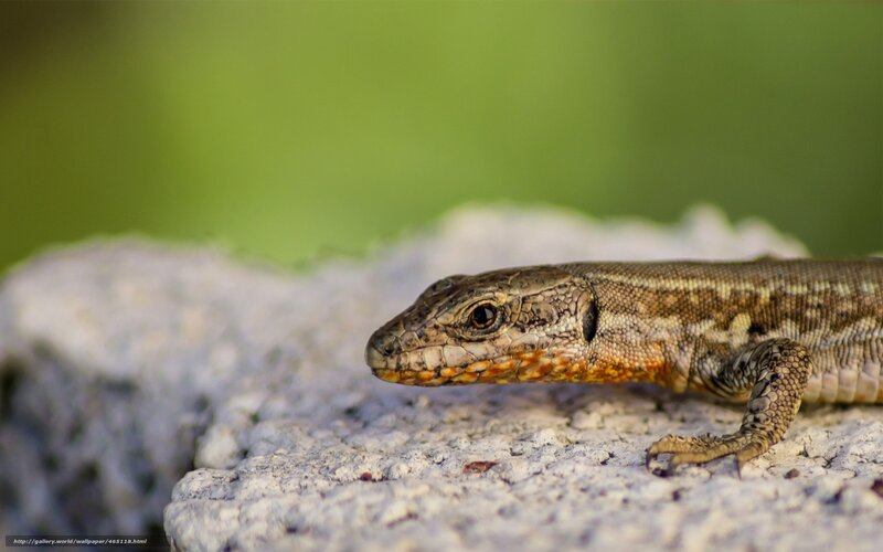 Lizard on a Rock — Brown, Calm