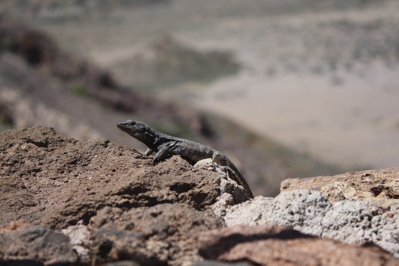Lizard on a Rock — Brown, Natural, Afternoon, Photograph