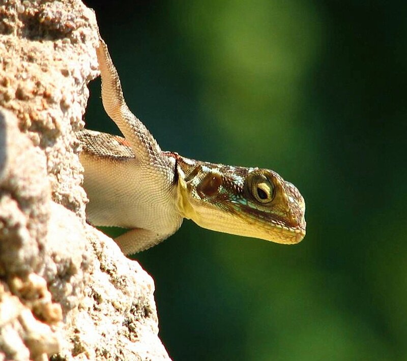 Lizard on a Rock — Brown, Natural, Afternoon