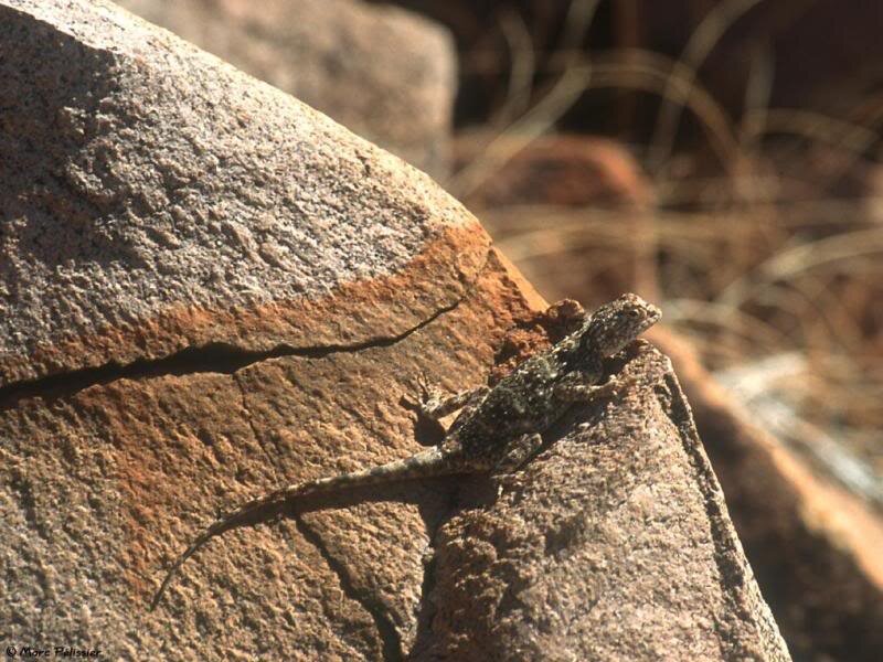 Lizard on a Rock — Brown, Natural