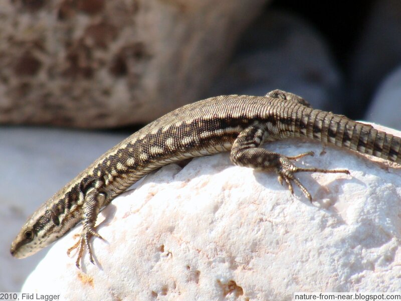 Lizard on a Rock — Brown