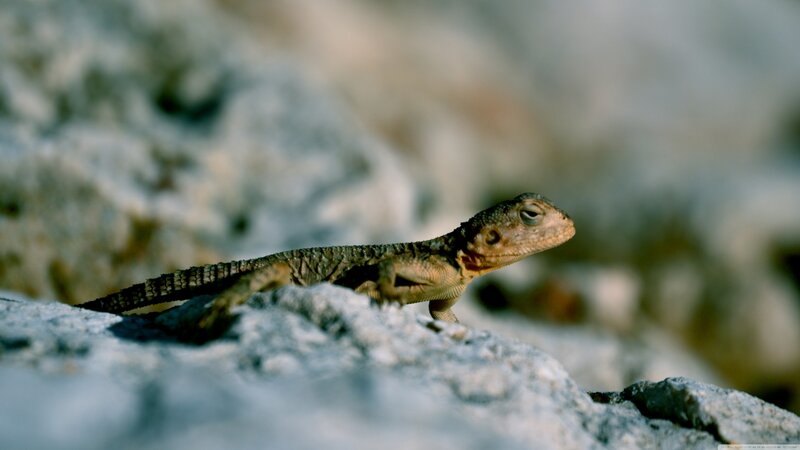 Lizard on a Rock — Gray, Calm, Afternoon, Photograph