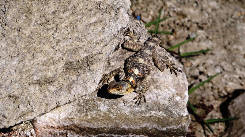 Lizard on a Rock — Gray, Calm, Afternoon