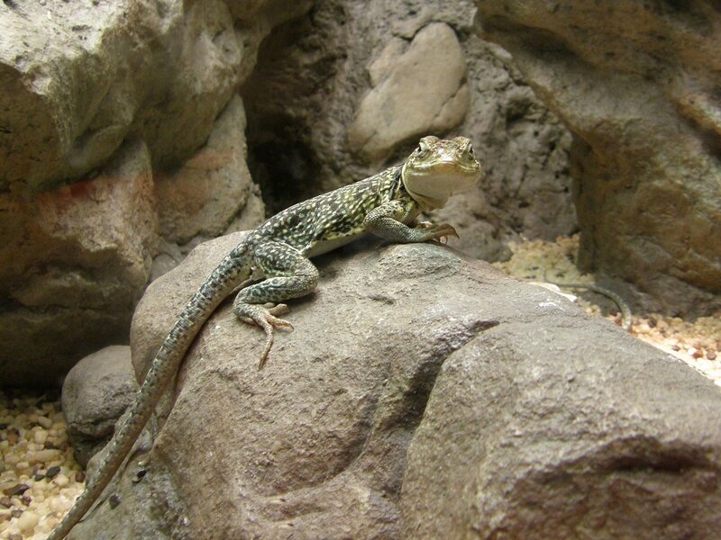 Lizard on a Rock — Gray, Calm, Photograph