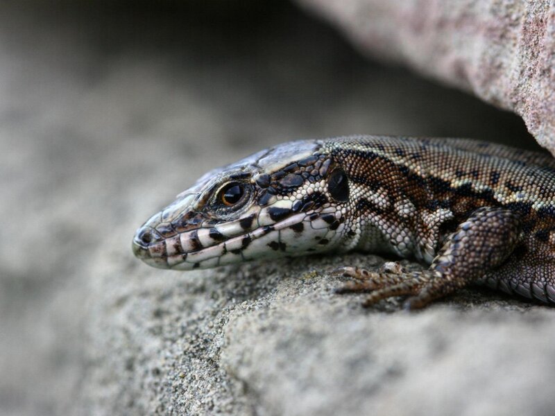 Lizard on a Rock — Gray, Calm