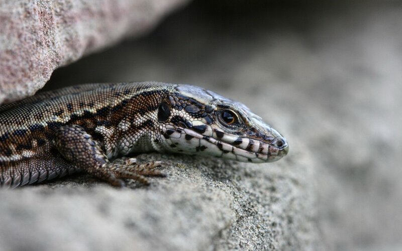 Lizard on a Rock — Gray, Photograph