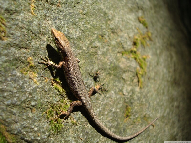 Lizard on a Rock — Green, Natural