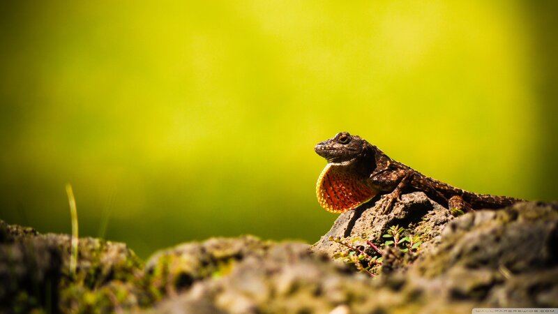 Lizard on a Rock — Green