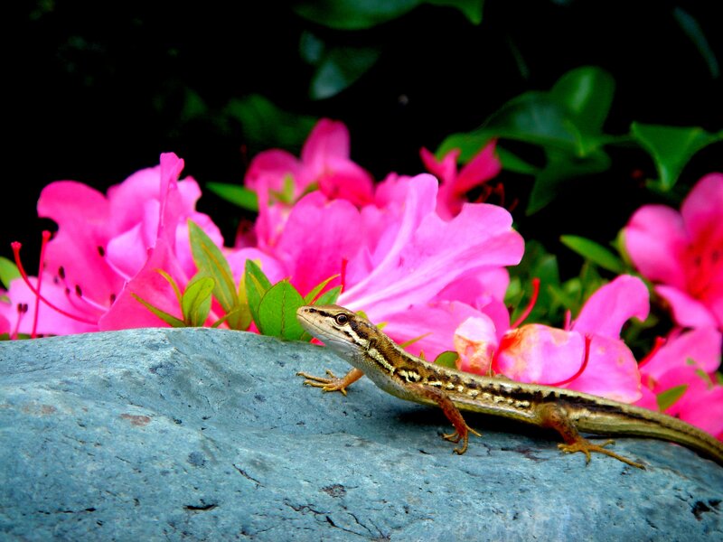 Lizard on a Rock — Pink