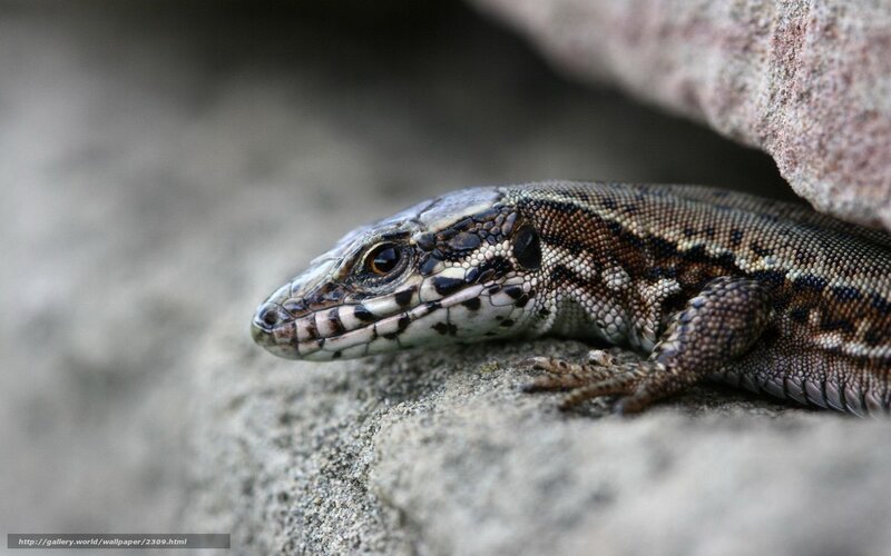 lizard on a rock