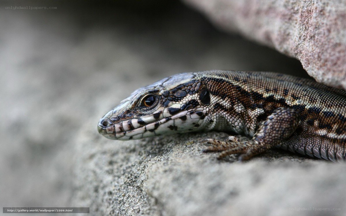 lizard on a rock