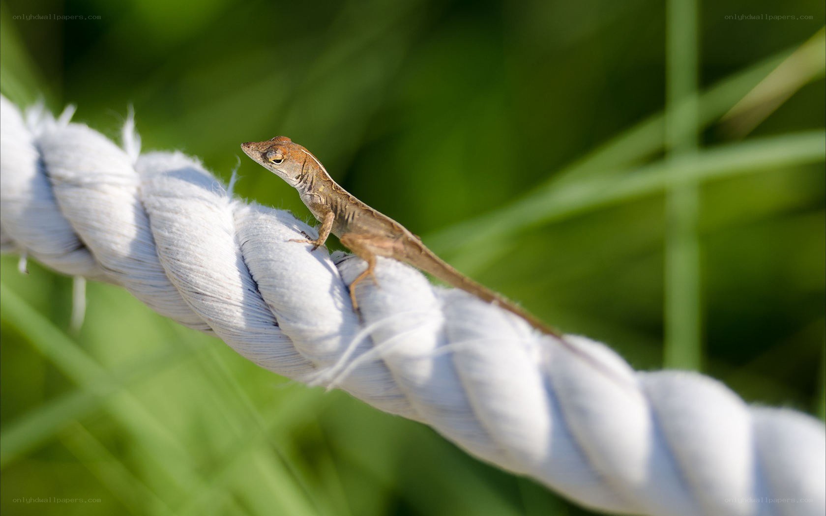 lizard on a rope