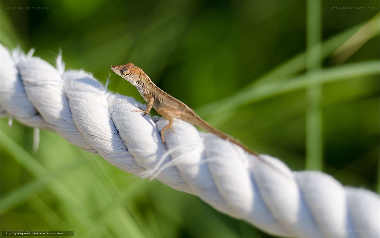 lizard on a rope