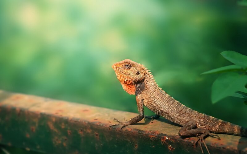 Lizard on a rusty rail