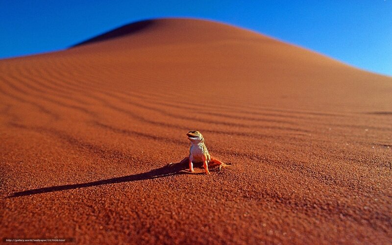 Lizard on a sand dune