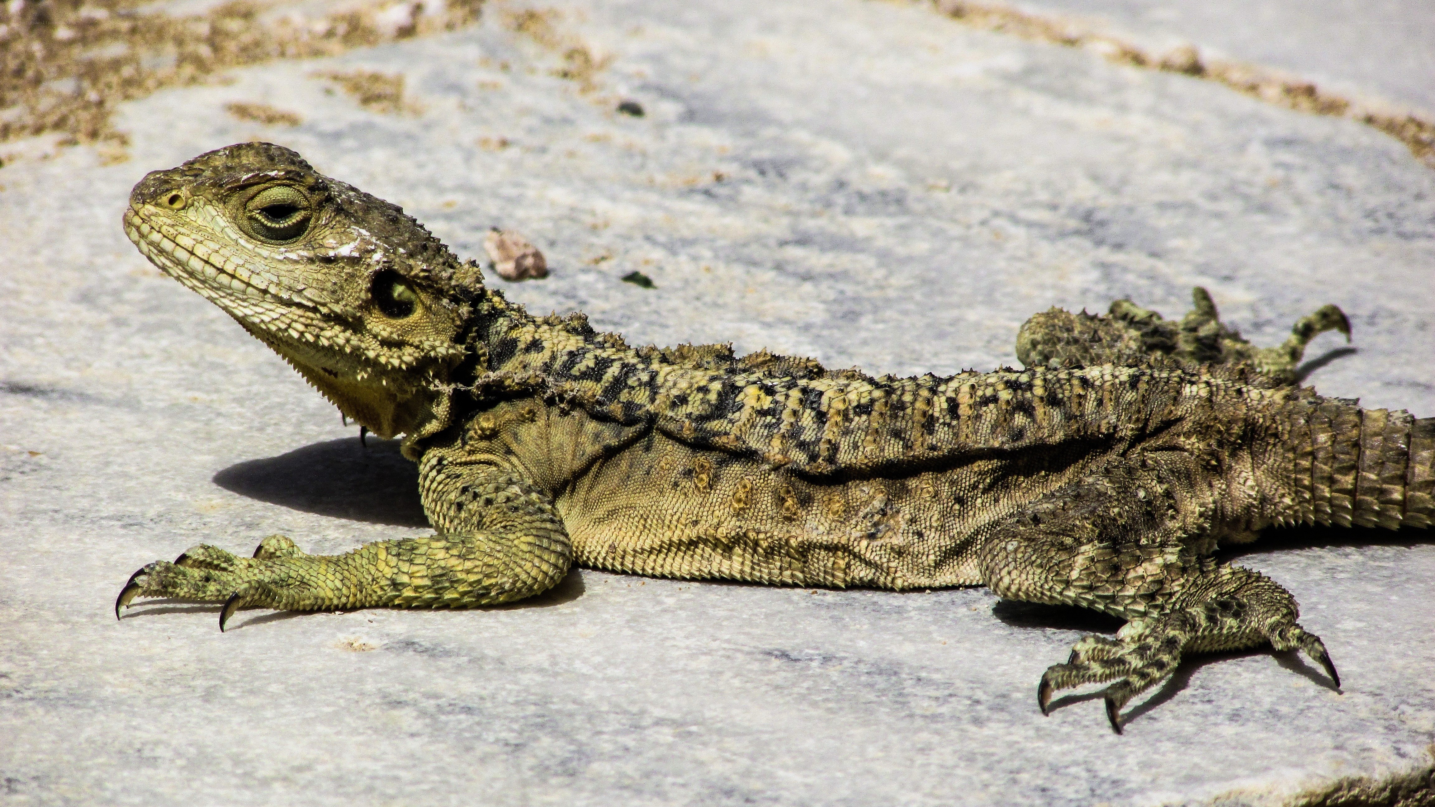 lizard on a stone surface