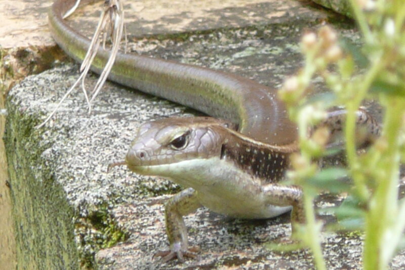 lizard on a stone
