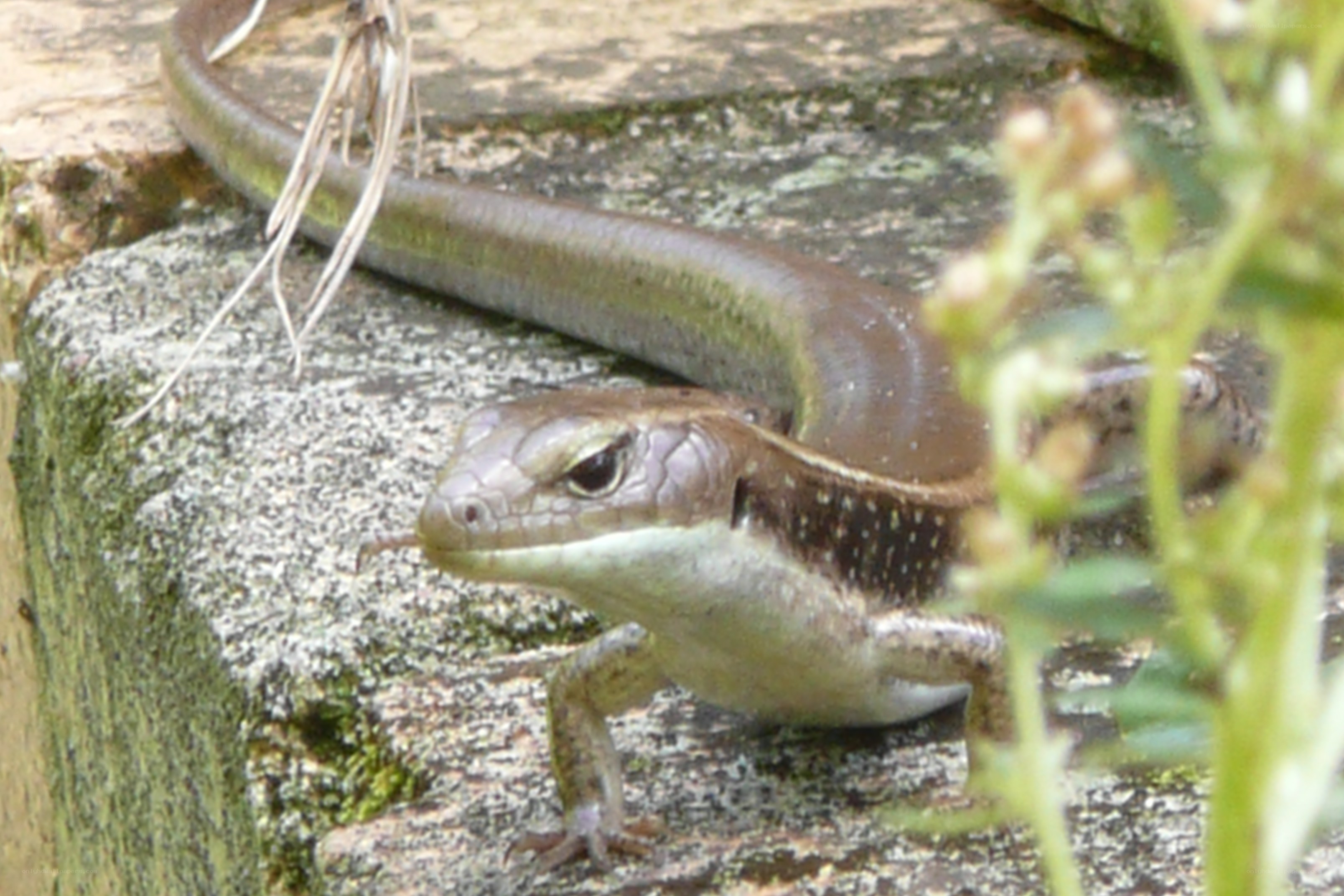 lizard on a stone