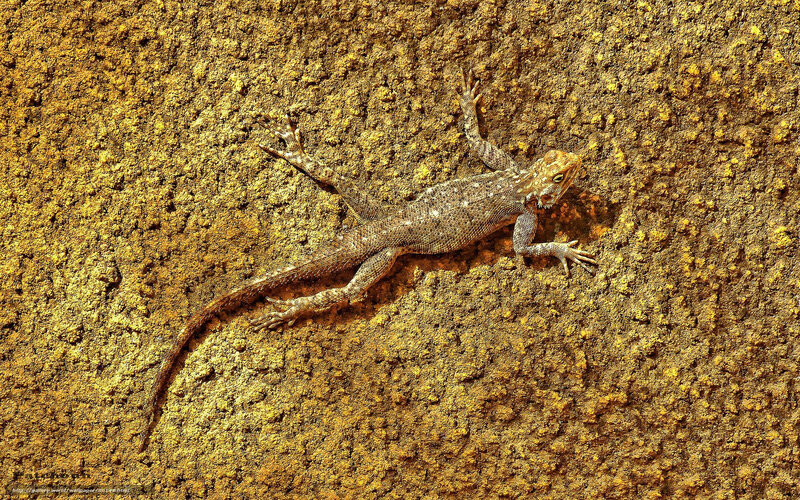 lizard on a textured wall