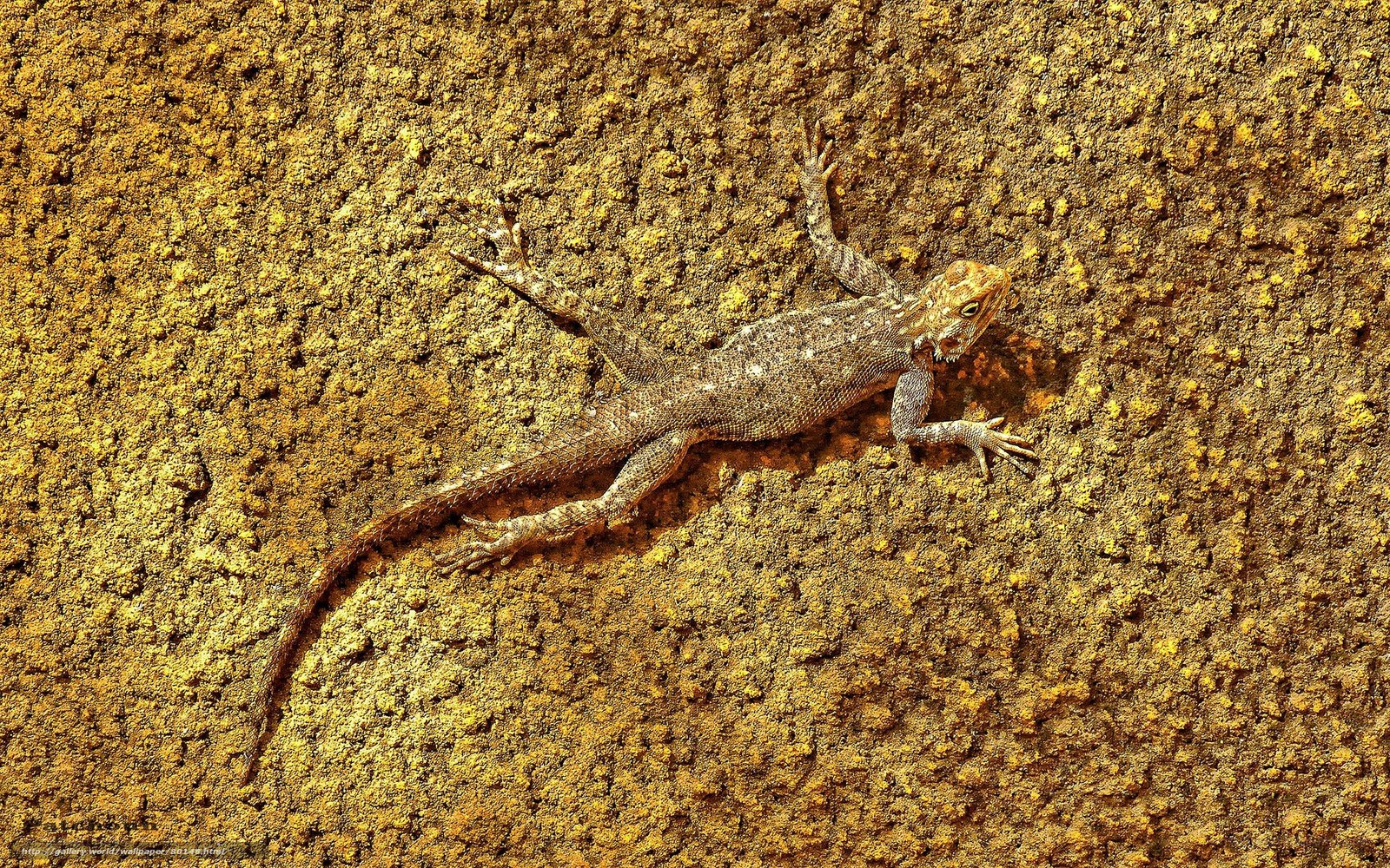 lizard on a textured wall
