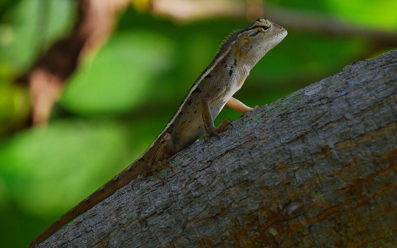 Lizard on a tree branch